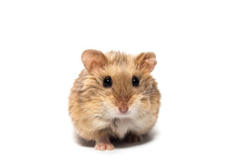Cute furry small dwarf campbell hamster in a studio - obrazy, fototapety, plakaty