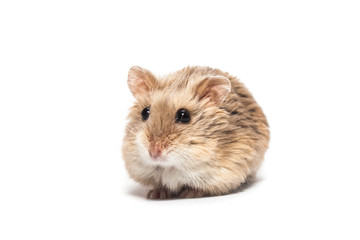 Cute furry small dwarf campbell hamster in a studio - obrazy, fototapety, plakaty