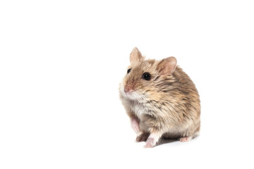 Cute furry small dwarf campbell hamster in a studio
