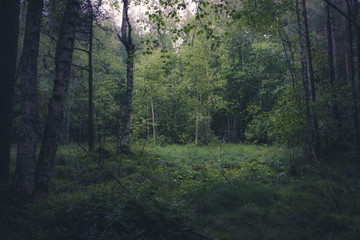 A forest glade 