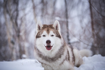 Close-up portrait of happy and cute beige dog breed siberian husky lying on the snow in the fairy winter forest