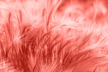 Foliage with the main trendy living coral color of the year 2019.Close-up of a beautiful feather grass with a blur of grass as a background. 