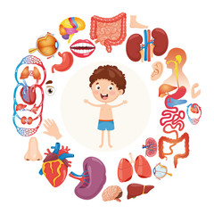 Vector Illustration Of Human Organs