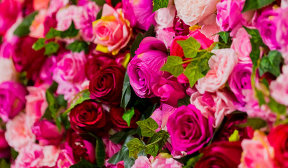 Pink and Purple Roses for Romantic Valentines Day