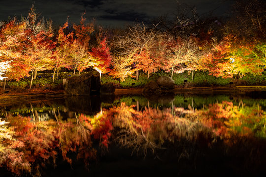 Maple Japan Autumn parks name "Nabana no sato" on winter illumination at night in Nagoya, Japan. One of Japan largest illumination parks with beautiful light decorate on vibrant Autumn foliage