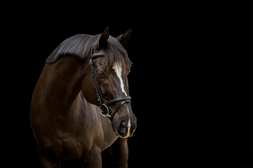 Fine Art Equine Portrait