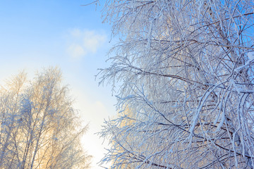 Snow-covered birch branches against blue sky