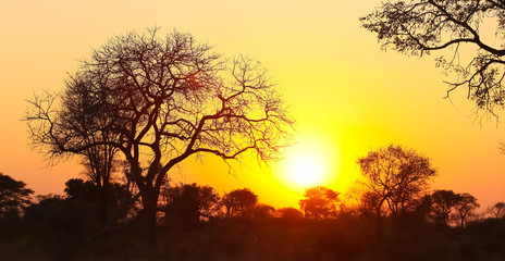Fototapeta na wymiar Silhouetted trees at sunset in South African bush