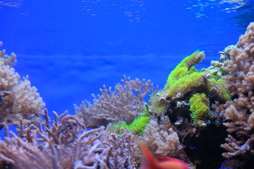 Naklejka na ściany i meble Korallen grün