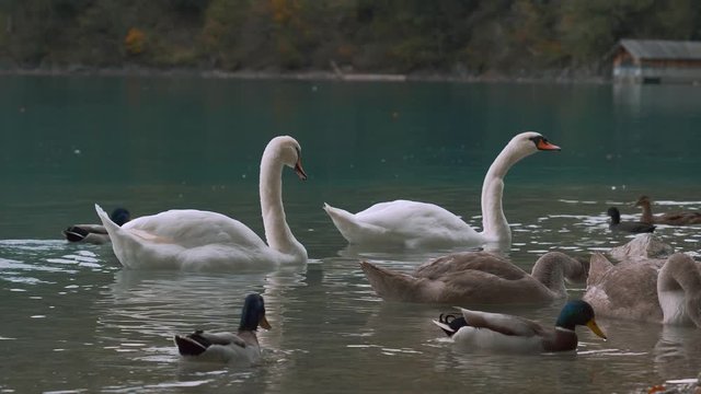 Gray and white swans on a lake in Europe