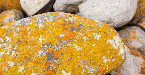 Macro close-up texture of yellow and orange lichen