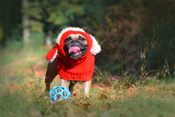 Funny smiling fawn French Bulldog dog girl with red winter loop with bunny ears in autumn forest