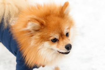 Portrait of a ginger Pomeranian dog on a background of snowy winter. have toning.
