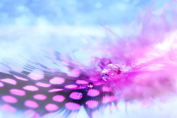 Pink bird feather with a drop of water on a blue background