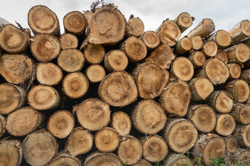 Tree trunks stacked close together