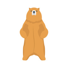 bear  circus   amusement