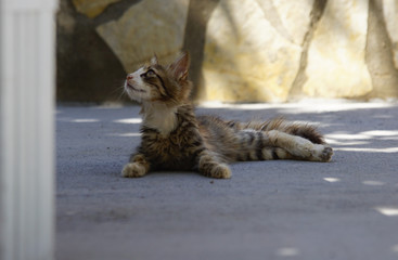 Un petit chaton sauvage