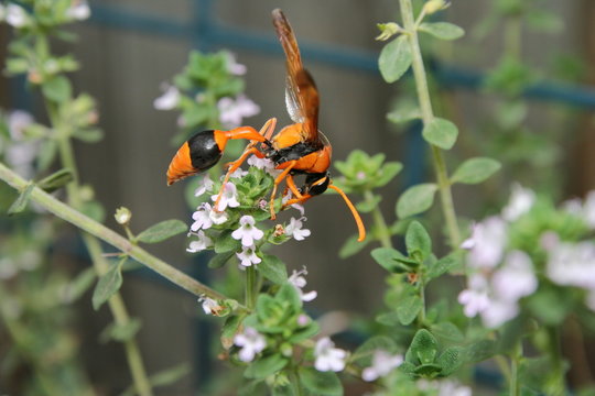 Orange Potter Wasp 'Eumenes latreilli'