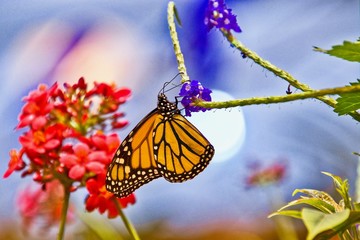 Hanging Monarch Butterfly