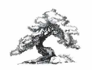 Branched deciduous tree. Bonsai ink drawing.