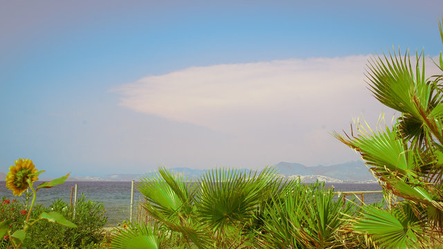 Plantes - arbustes iles grecques du Dodecanese