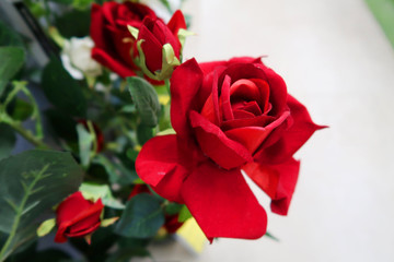 Fabric Red roses on the green leaves, background and texture.