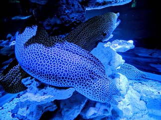 Two moray eels in the aquarium