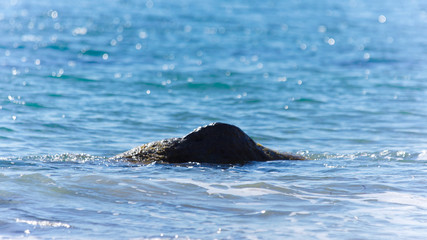 Fototapeta premium Mer et roches dans la mer Egée