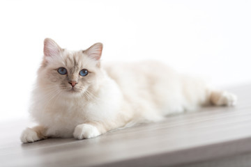 Portrait of beautiful sacred cat of burma