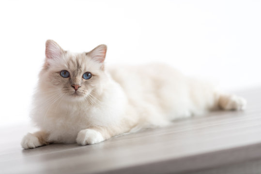 Portrait of beautiful sacred cat of burma