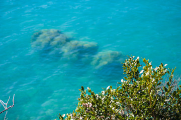 Fototapeta na wymiar Green plants in front of blue water of Lake Coleridge, South Island, New Zealand