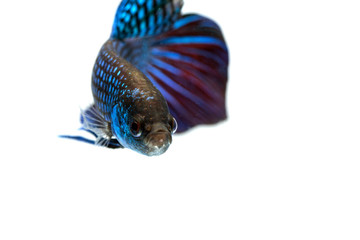 Mahachai betta (Betta mahachaiensis), Beautiful Siamese Fighting Fish isolated on white background, Thailand.