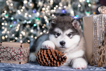 Puppy New Year's puppy Alaskan Malamute, Christmas dog