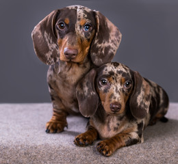 dachshund puppies marble color on a gray background
