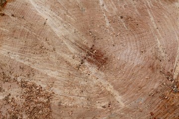 The texture of the old cut tree stump on a close up view.