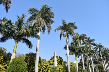 Fototapeta premium palm trees and blue sky
