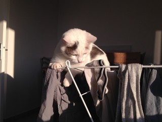 Chat sur &eacute;tendoir