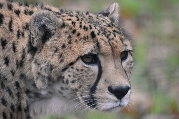 Cheetah close up head and face