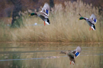 Flying Ducks