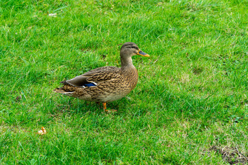 Duck on grass