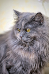 Naklejka na ściany i meble gray fluffy Persian cat