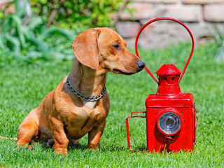 Smooth-haired dachshund near railroad lantern.