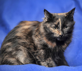 Young tortoiseshell. cat