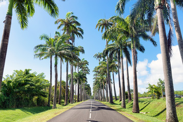 Fototapeta Capesterre Belle eau, Guadeloupe, French West Indies, famous royal palm( roystonea regia )fringed road named  Dumanoir alley. obraz