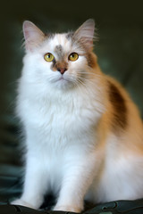 beautiful white fluffy cat with brown