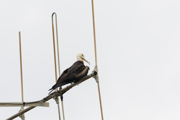 オオグンカンドリ幼鳥(great frigatebird)