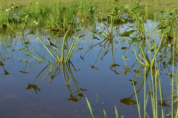 Reflejos