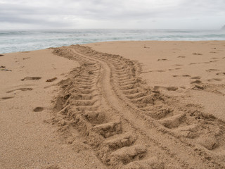 Fototapeta na wymiar Turtle foot path towards sea