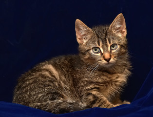 striped little kitten on a blue
