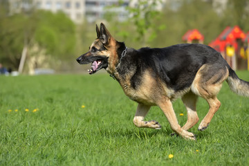 The oldest German shepherd runs